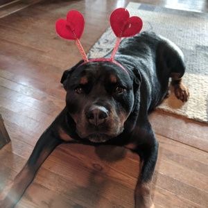 Meet your Posher, Bonnie